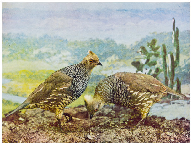 古董鸟类学彩色图像:鳞片鹧鸪图片下载