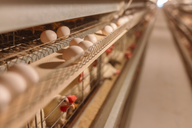 蛋类工厂、农业工厂、家禽养鸡场图片下载