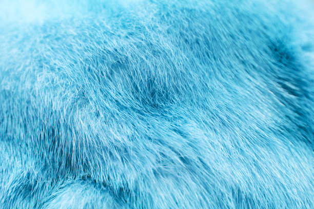 冰川蓝染水貂毛皮具有美丽的皮毛质感。图片下载