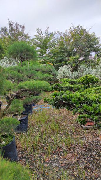 烫发松树在花园的户外公园图片来自泰国曼谷图片下载