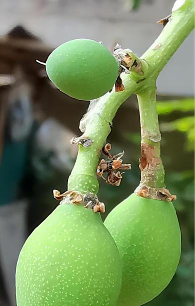 两个绿色的水果挂在树枝上的照片，小雕像挂在树上，上面挂着绿色的水果。图片下载