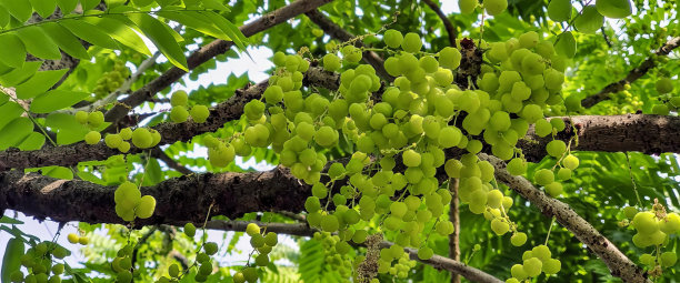 一串绿葡萄挂在树上的照片，绿色的水果小雕像挂在森林的树枝上。图片下载