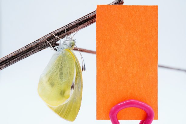 刚孵出的小白菜白蝴蝶被抓在树枝上，白色的背景和一个带有橙色春天图像的信息卡的模型图片下载