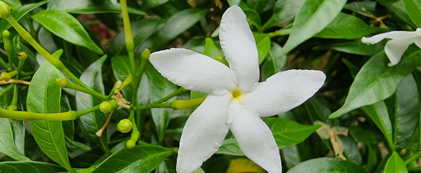 这是一幅以绿叶为背景的白花的照片，花盆是白色的，中心是黄色的，叶子是绿色的。图片下载