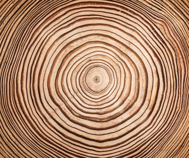 将落叶松木材切割、切片、切片，隔离在白色背景上。一棵有年轮的砍树的微距照片。树桩，老树的树干。图片下载