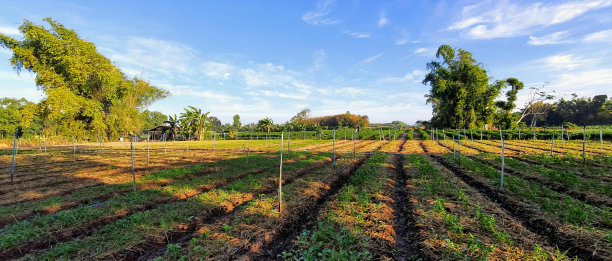 一幅有栅栏和一排树的田地的照片，在有树和蓝天的菜地里有蛇栏杆围栏。图片下载