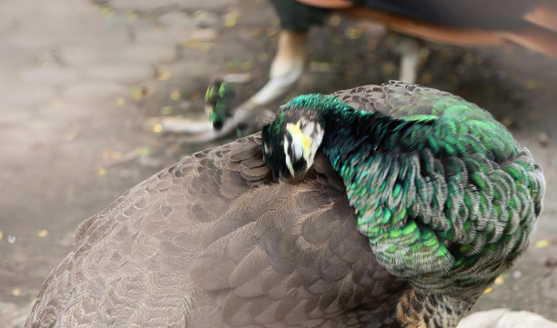 一只孔雀的照片，它的头在岩石上，孔雀绿色的羽毛和黑色的头和尾巴坐在地上。图片下载