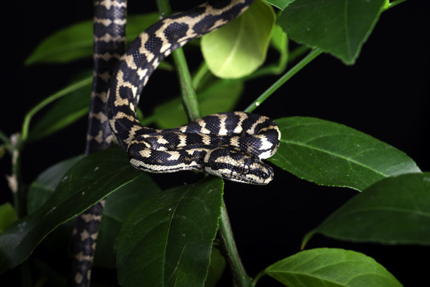 丛林地毯蟒图片下载