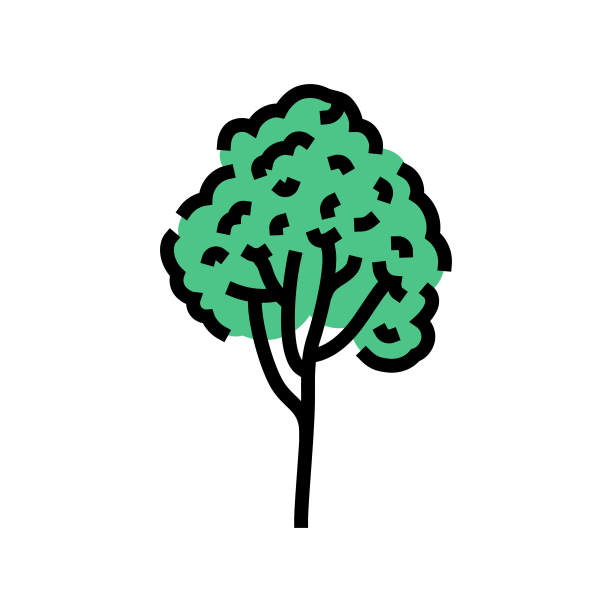 橡胶树丛林亚马逊彩色图标矢量插图图片下载