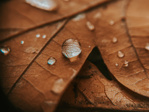 近距离微距拍摄秋天落在地上的金棕色橡树叶上的雨滴。自然雨后，秋意荡漾，深棕色时尚版照片。澳大利亚墨尔本花园图片下载