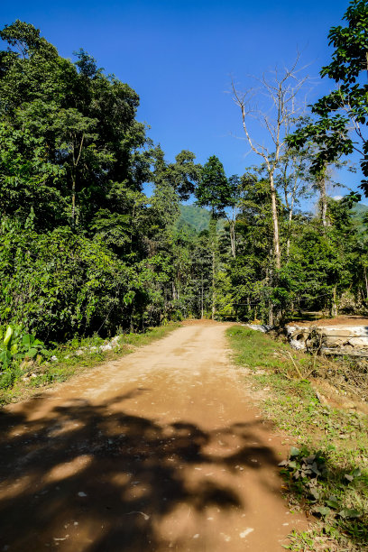 路在森林里，数码照片的图片作为背景图片下载