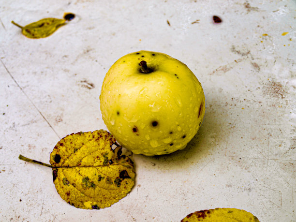 有病损的成熟的天然苹果。艺术风格的垃圾照片。图片下载