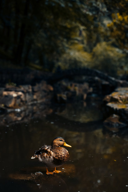鸭子在池塘公园广场水库停留在石头户外野生动物垂直照片图片下载