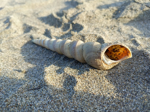 海洋动物壳图片下载