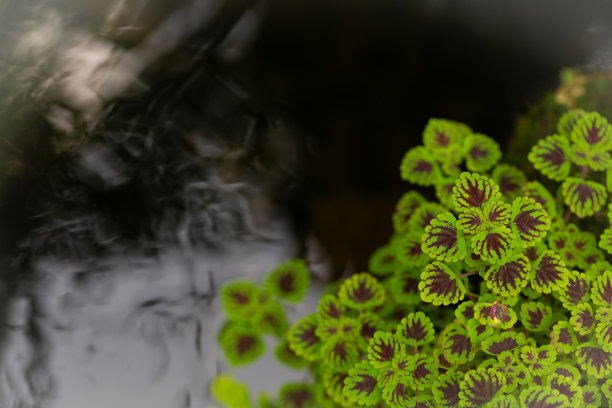 花园水边种植的一棵锦绣树的背景图片。图片下载