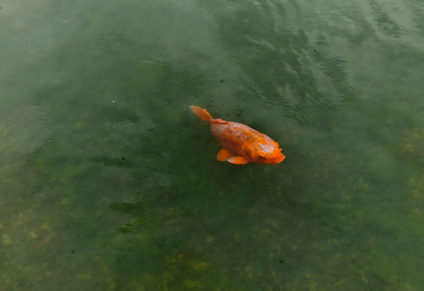 逐渐入水并露出岩石的人工岛屿的建造。与河岸分开的筑巢区适合鸟类在砾石和鹅卵石中筑巢图片下载