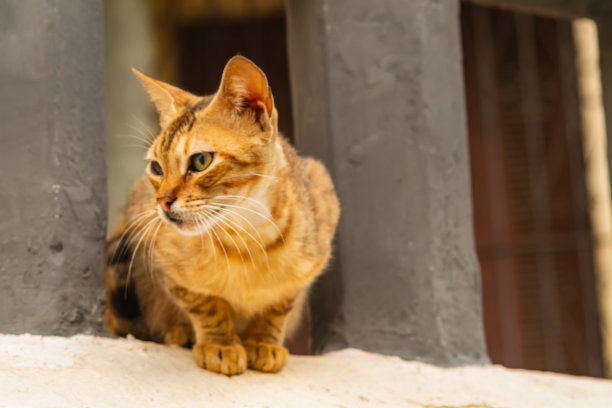 一只可爱的虎斑猫坐在公园街道窗户的栏杆之间，望向别处。宠物的概念，他们是多么美丽和丰富多彩。图片下载