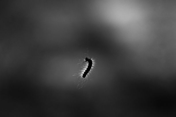 库存照片的特点是一只毛毛虫在黑白背景图片下载