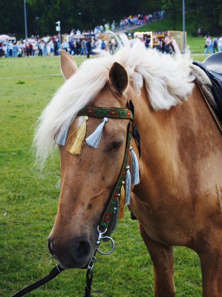 各种野生动物，偶蹄动物。图片下载