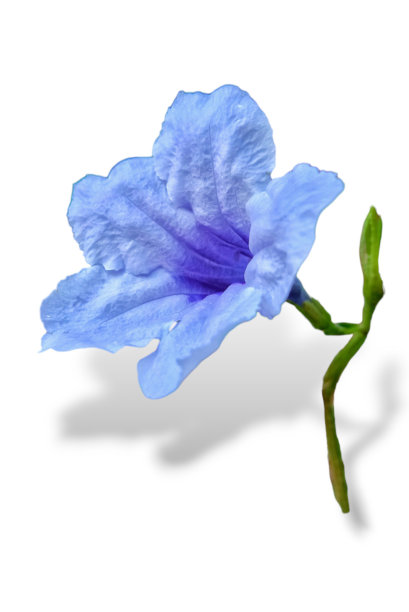 白色背景上的单瓣紫色花。图片下载