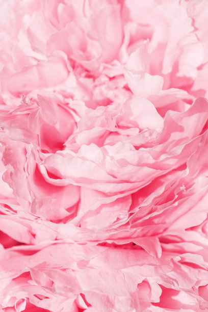 牡丹花春假花花唯美自然特写图案，植物背景，花卉俯视图照片，浅粉白色盛开的花朵，风景美丽自然壁纸，阳光图片下载