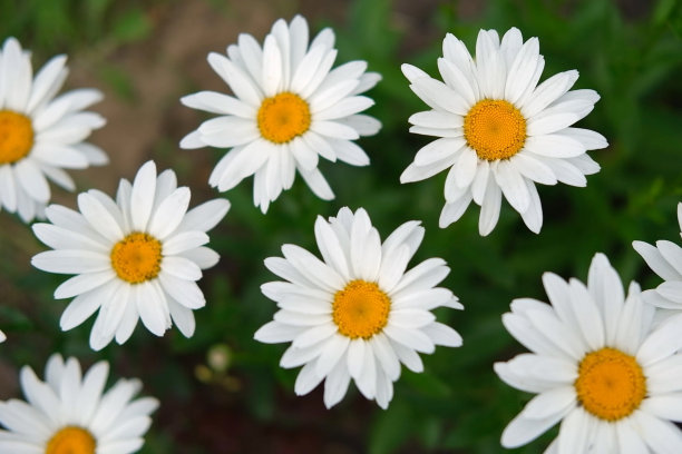 制药甘菊。菊花开花。洋甘菊。美丽自然清新的医用甘菊头，用于天然生物生态化妆品展示广告。雏菊花。花的背景。俯视图图片下载