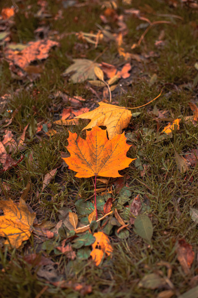 十月秋日时节，公园草坪上桔黄色的落叶，惬意的色彩，垂直照片图片下载
