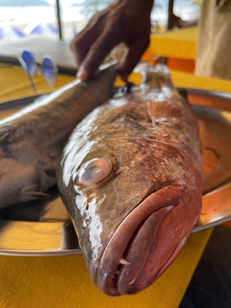 海滩餐厅户外用餐场景的特写图片，黄色桌布覆盖着桌子，金属托盘里放着红鲷鱼(Lutjanus campechanus)和王鱼(Scomberomorus guttatus)，无法辨认的顾客，戴着太阳镜图片下载