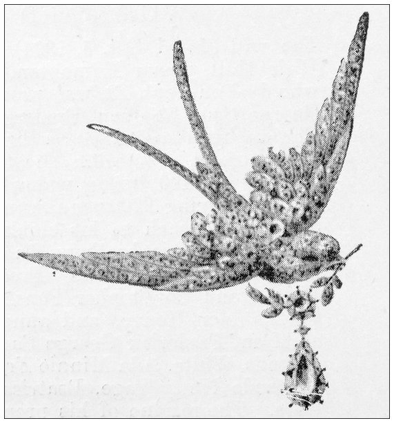 古董图片来自英国杂志:珠宝图片下载