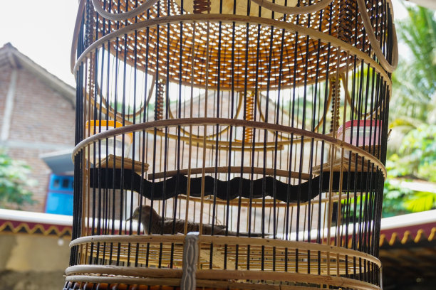 可爱的鸟在咖啡馆内部背景笼子里的股票照片，可爱的家鸟。可爱的宠物鹦鹉在一个安全的笼子里，一只热带鹦鹉，白色的羽毛和黑色的小眼睛图片下载