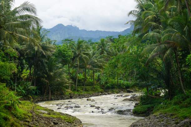 印度尼西亚自然风光的股票照片与绿色的稻田和森林在早晨的阳光图片下载