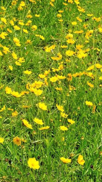 背景图片由美丽的黄花山茱萸也被称为花园，沙山茱萸，刺叶山茱萸图片下载