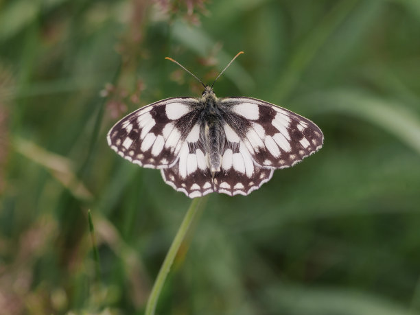 蝴蝶(Melanargia galathea syn. Agapetes galathea) -蝴蝶目的一种昆虫。翅膀跨度45-50毫米，顶部白色，黑色和棕色斑点，底面较浅，特写照片图片下载