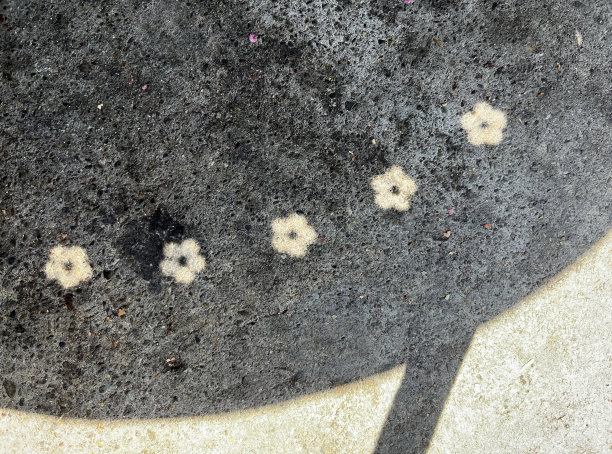 阳光明媚的日子里，咖啡桌上的影子和小花儿图片下载