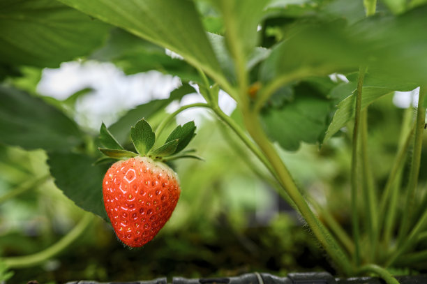 框架里有新鲜的草莓图片下载