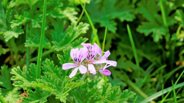 天竺葵也被称为玫瑰天竺葵，香茅，可乐，甜，玫瑰天竺葵的花头特写。风景图片图片下载