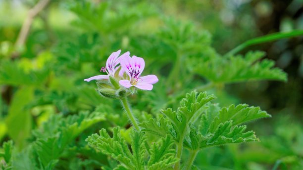 天竺葵也被称为玫瑰天竺葵，香茅，可乐，甜，玫瑰天竺葵的花头特写。风景图片图片下载