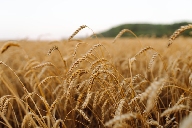 金色的麦穗在傍晚夕阳下的田野上。图片下载