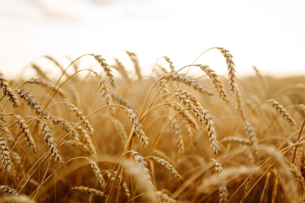 金色的麦穗在傍晚夕阳下的田野上。图片下载