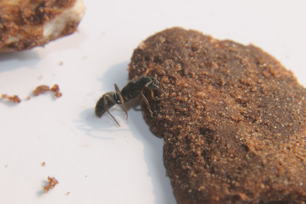 在巧克力零食上摆姿势的大蚂蚁图片下载