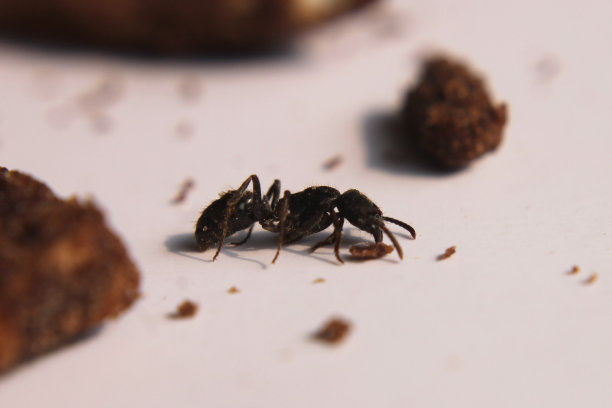 在巧克力零食上摆姿势的大蚂蚁图片下载