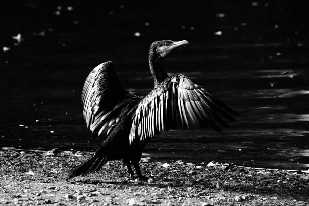 低调单色鸬鹚图片下载