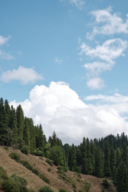 云杉林和草原图片下载