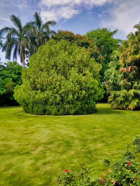 绿色植物和树木的图片图片下载