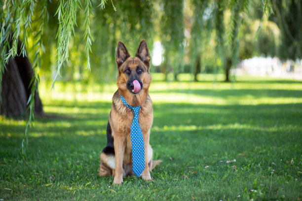 一只戴着领带的德国牧羊犬坐在公园的绿色草坪上图片下载