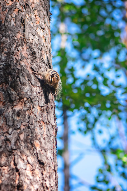 可爱的花栗鼠在森林的树上图片下载