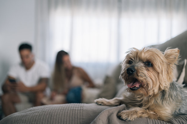一张约克郡狗狗看着镜头的照片，而它的家人正坐在沙发上放松。图片下载