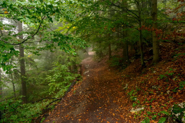 在落叶山毛榉雾蒙蒙的森林里，神话般的神秘小路。位于欧洲罗马尼亚喀尔巴阡山脉。异国情调的景象。充满活力的照片壁纸。发现地球的美丽图片下载