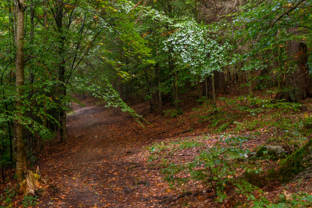 在落叶山毛榉雾蒙蒙的森林里，神话般的神秘小路。位于欧洲罗马尼亚喀尔巴阡山脉。异国情调的景象。充满活力的照片壁纸。发现地球的美丽图片下载
