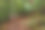 在落叶山毛榉雾蒙蒙的森林里，神话般的神秘小路。位于欧洲罗马尼亚喀尔巴阡山脉。异国情调的景象。充满活力的照片壁纸。发现地球的美丽图片下载